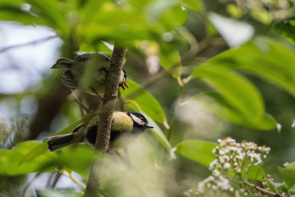 Great Tit - ML176502701