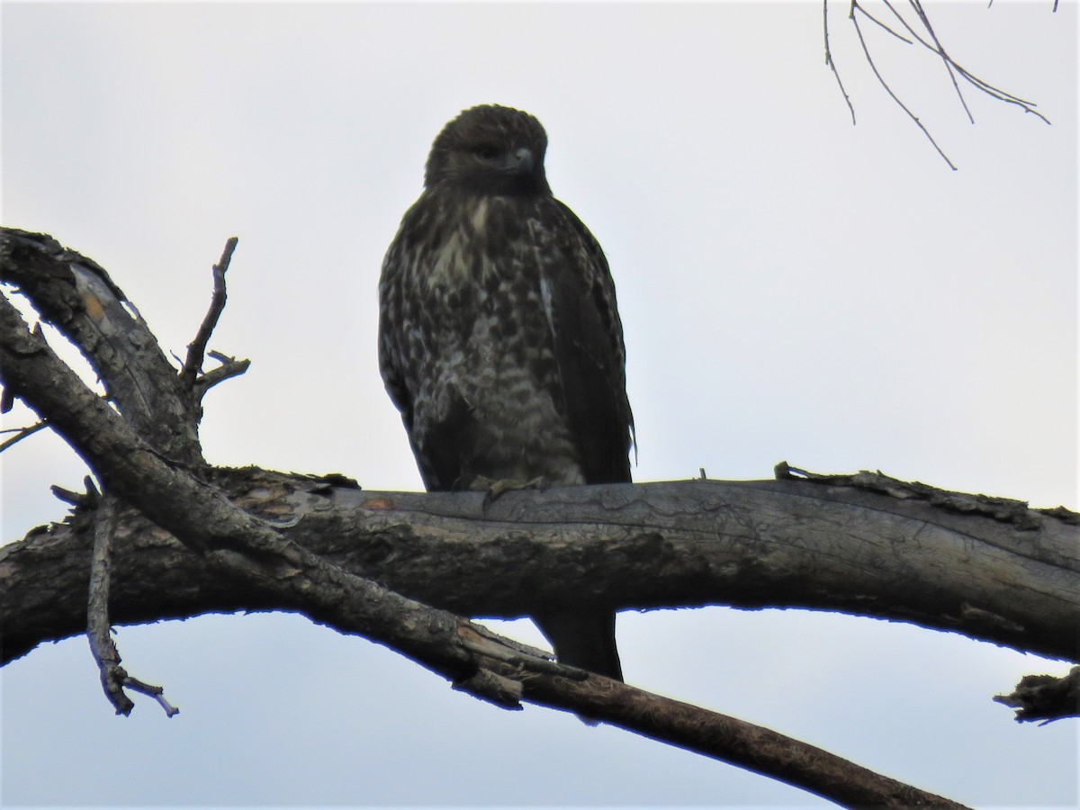 hawk sp. - Robin Gurule