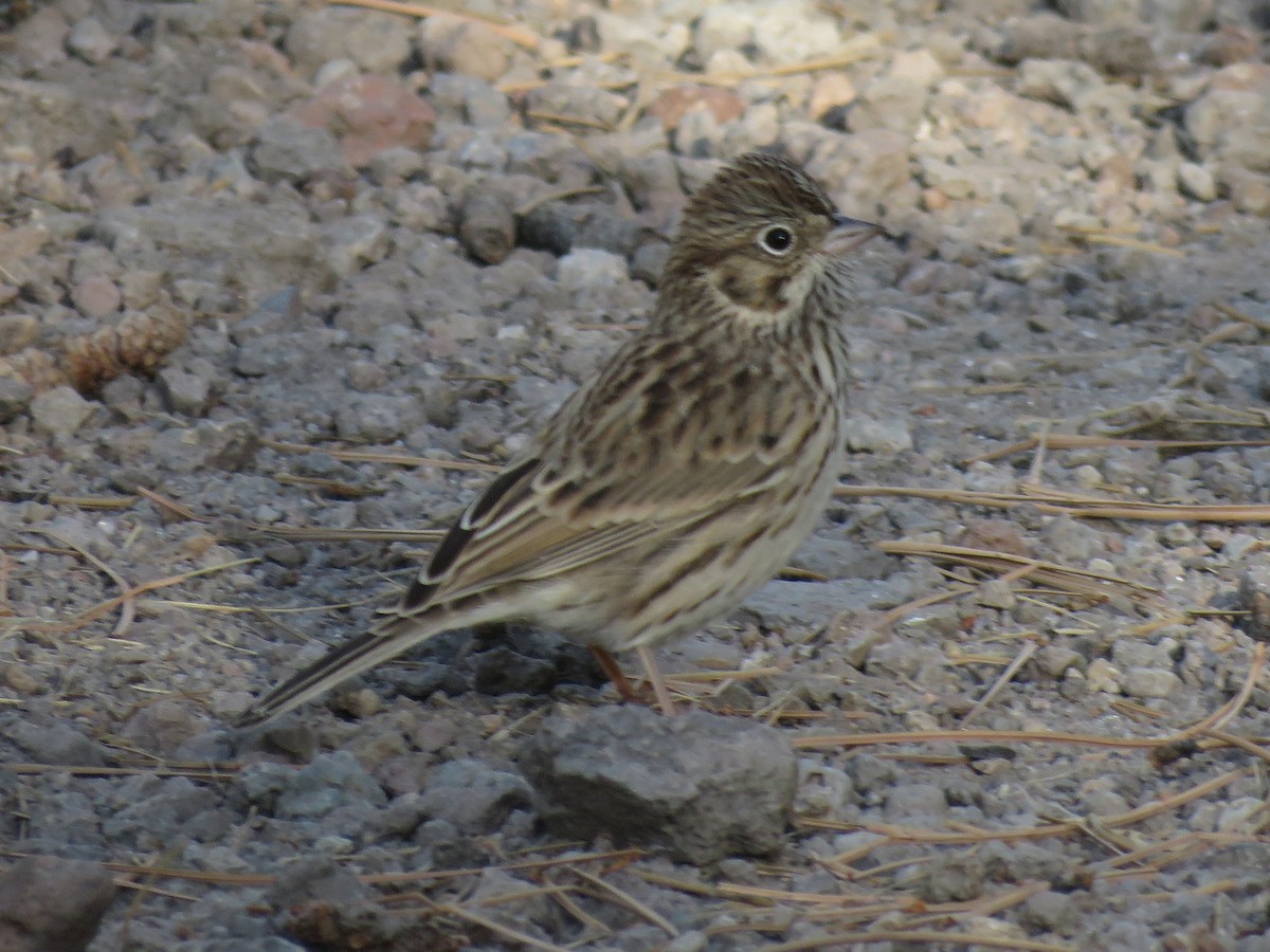 Vesper Sparrow - ML176503271