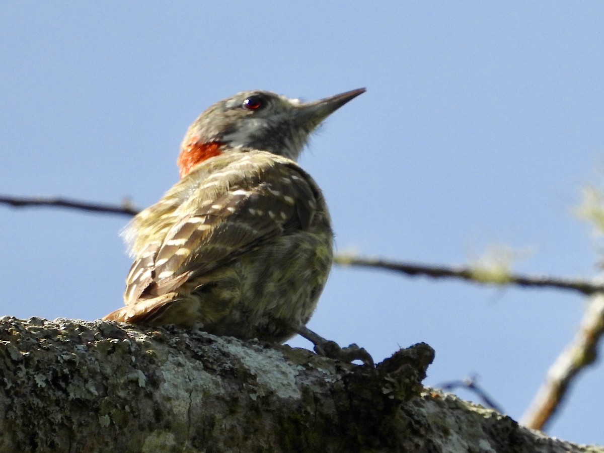 Sulawesi Pygmy Woodpecker - GARY DOUGLAS