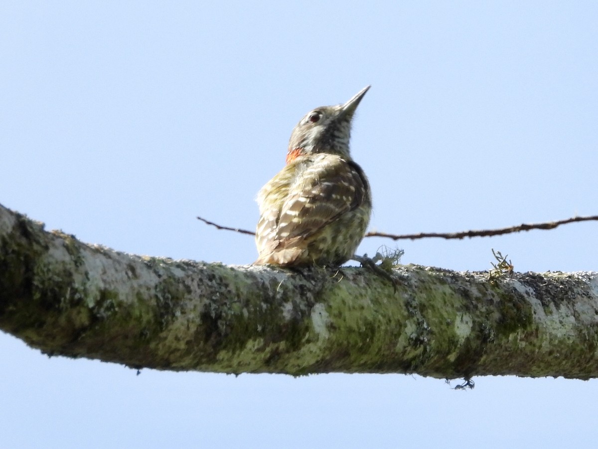 Sulawesi Pygmy Woodpecker - GARY DOUGLAS