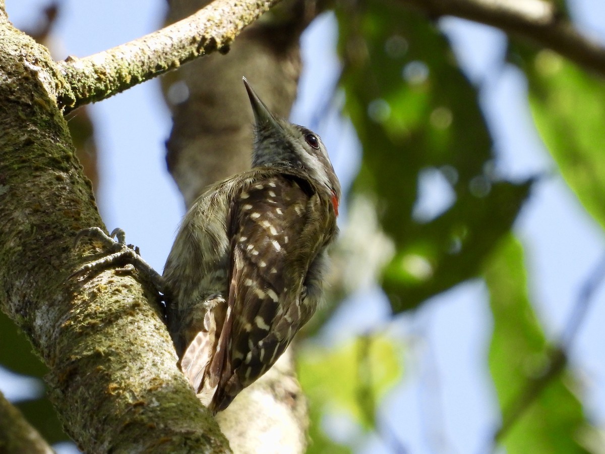 Sulawesi Pygmy Woodpecker - GARY DOUGLAS