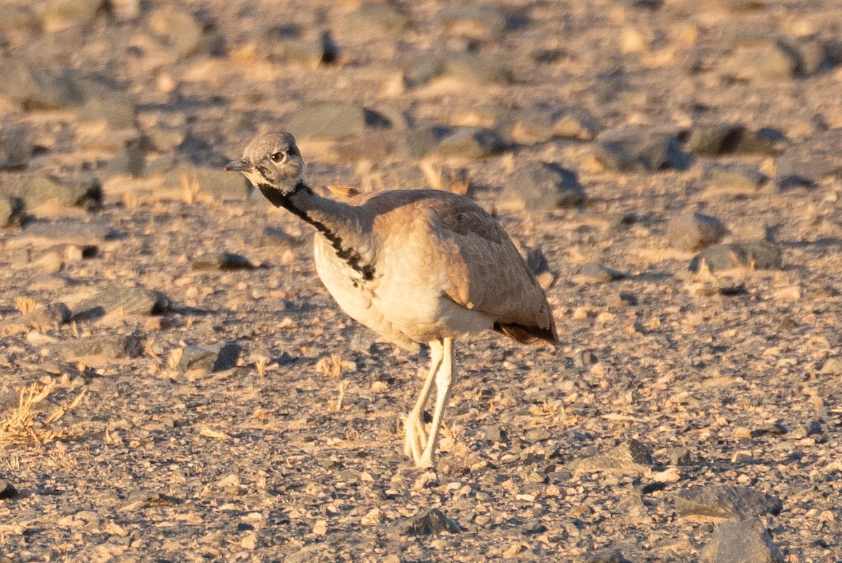 Sisón de Damaraland - ML176503601