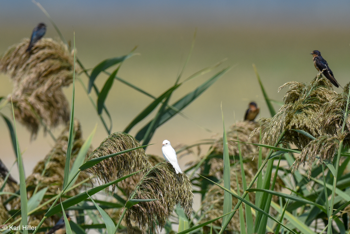 Barn Swallow - ML176504511