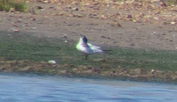 Caspian Tern - ML176508271