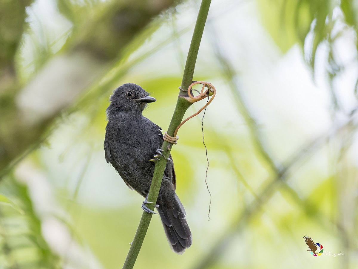 Dusky Antbird - ML176510861