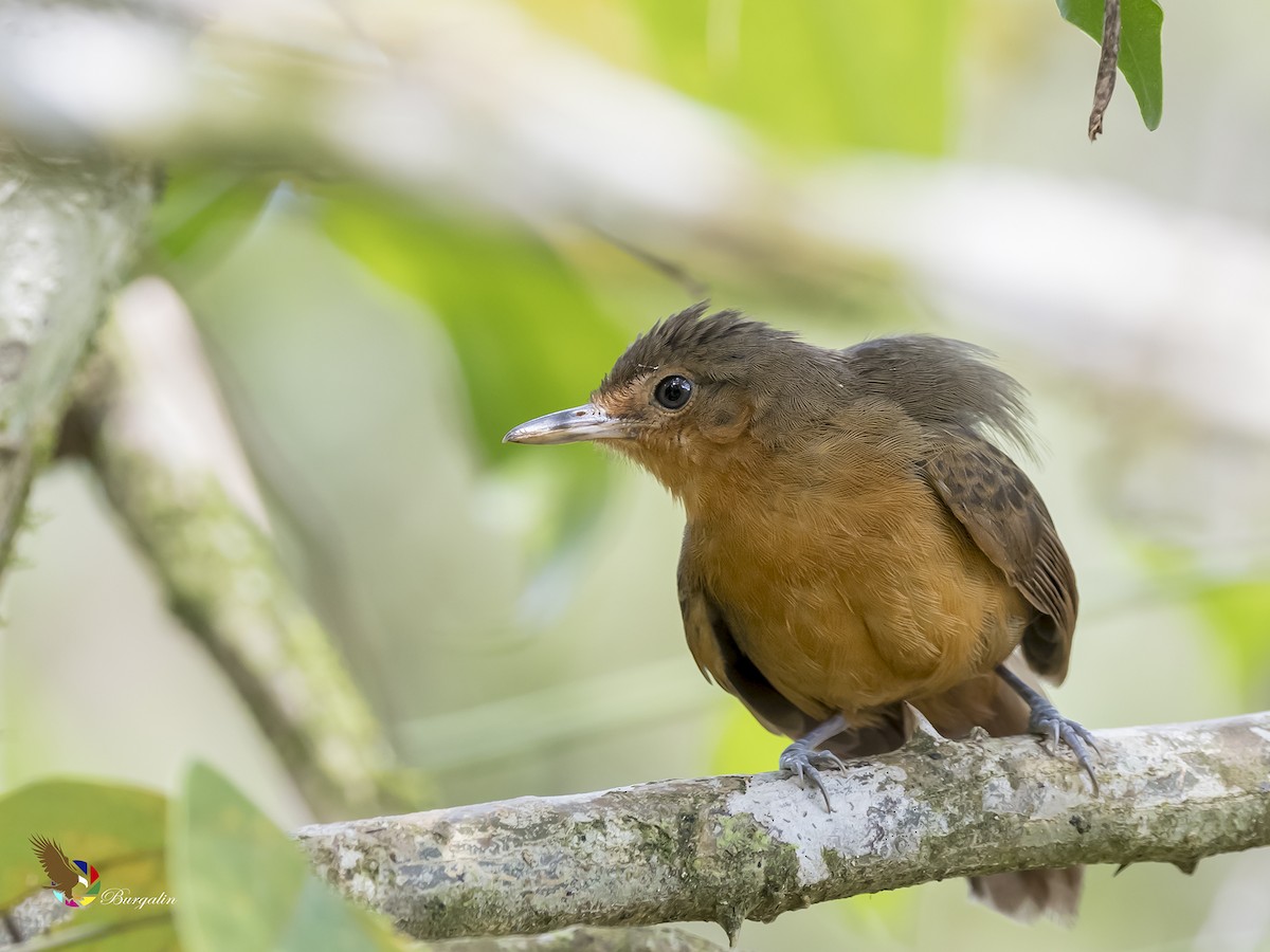 Dusky Antbird - ML176510881