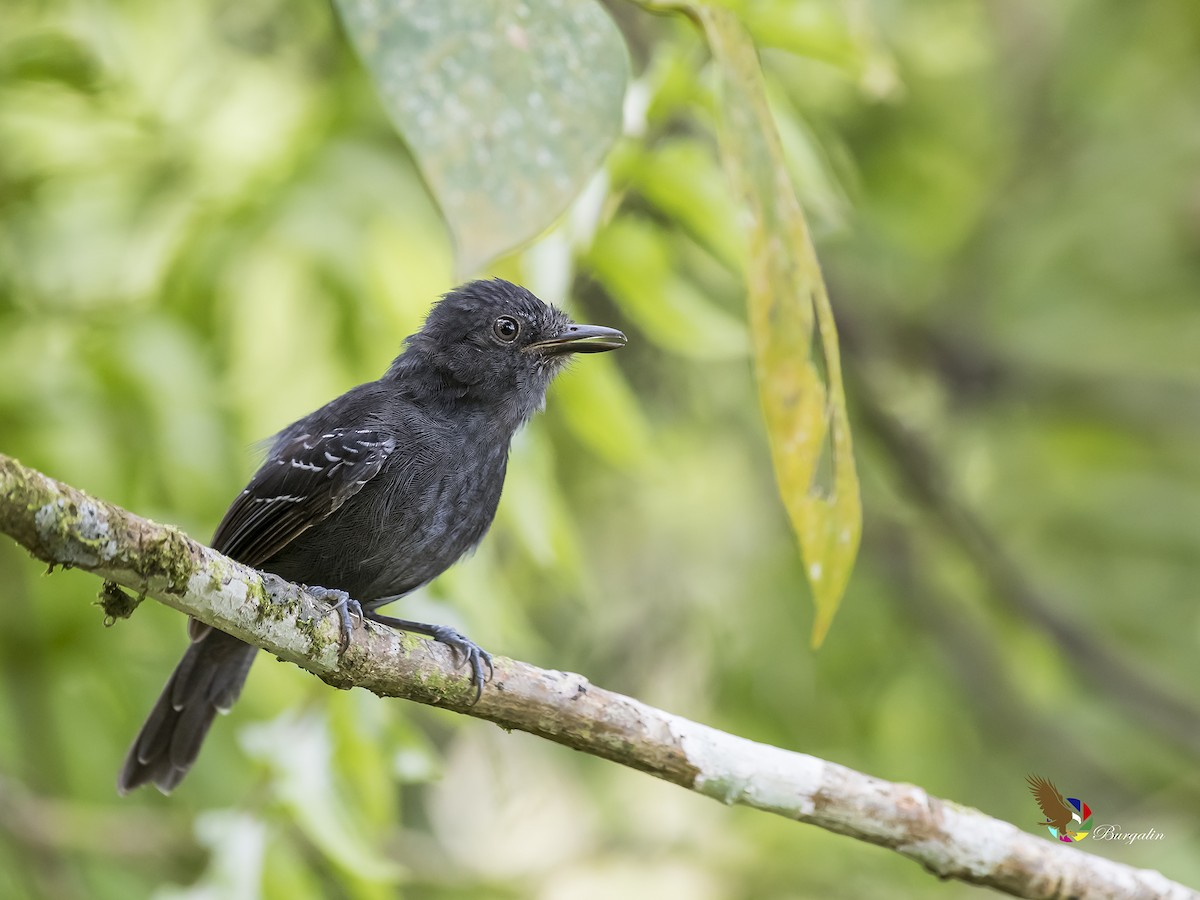 Dusky Antbird - ML176510901