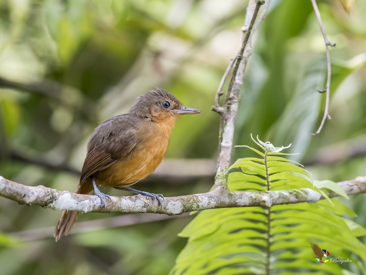 Dusky Antbird - fernando Burgalin Sequeria