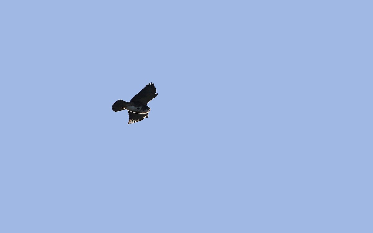 White-throated Hawk - ML176511681