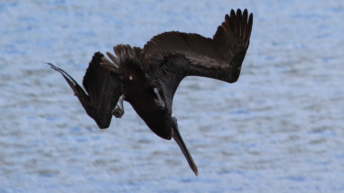 Brown Pelican - ML176512421