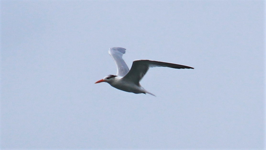 Royal Tern - ML176513111