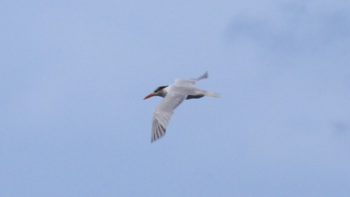 Royal Tern - ML176513121