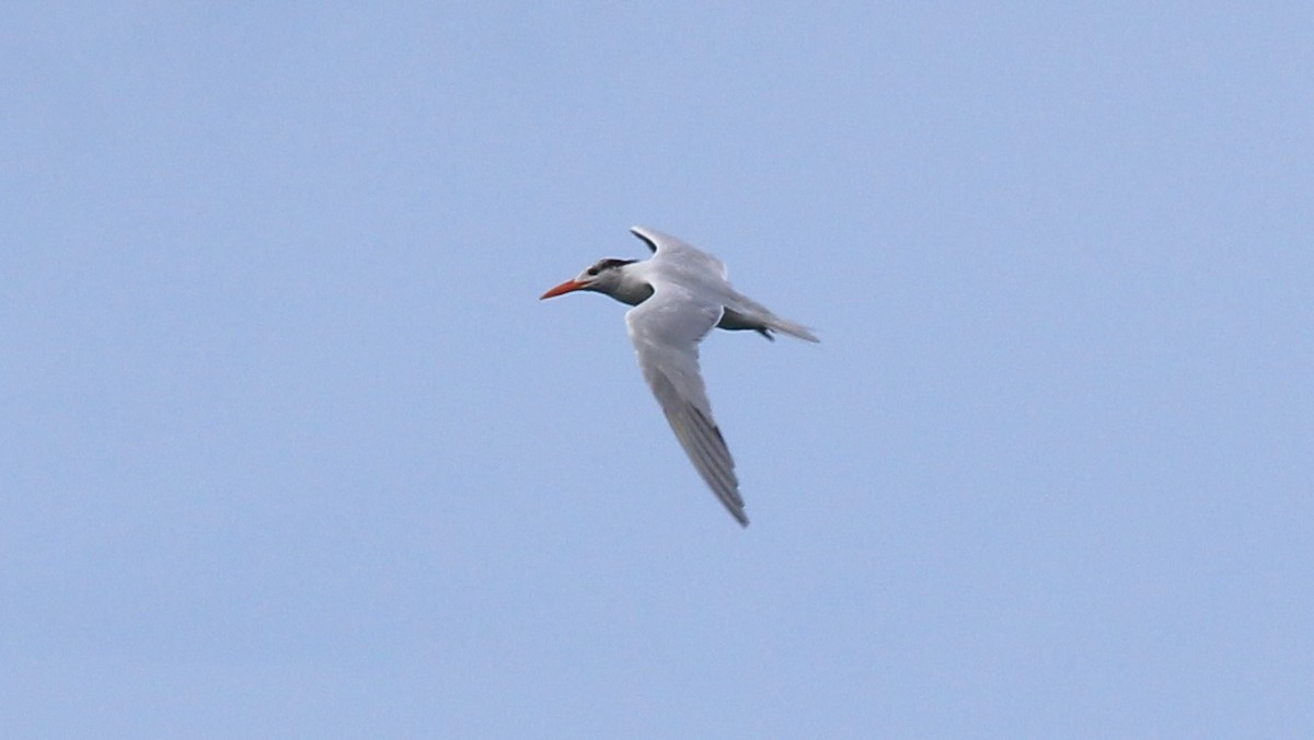 Royal Tern - ML176513131