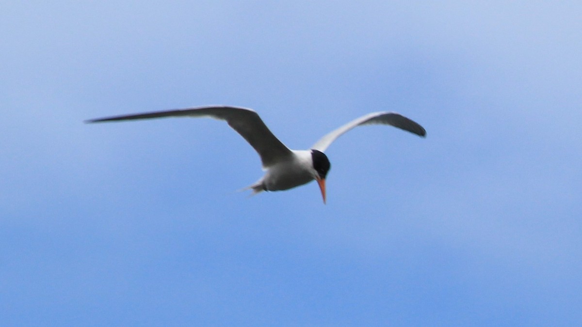 Royal Tern - ML176513151