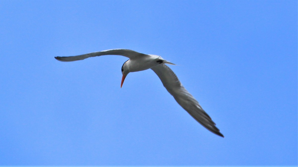 Royal Tern - ML176513171