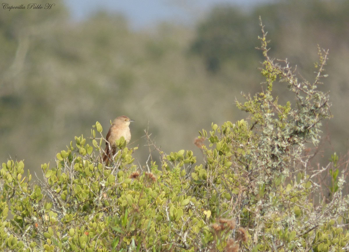 Freckle-breasted Thornbird - ML176514081