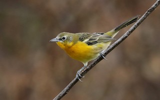 Yellow-breasted Chat x Hooded Oriole (hybrid) - eBird