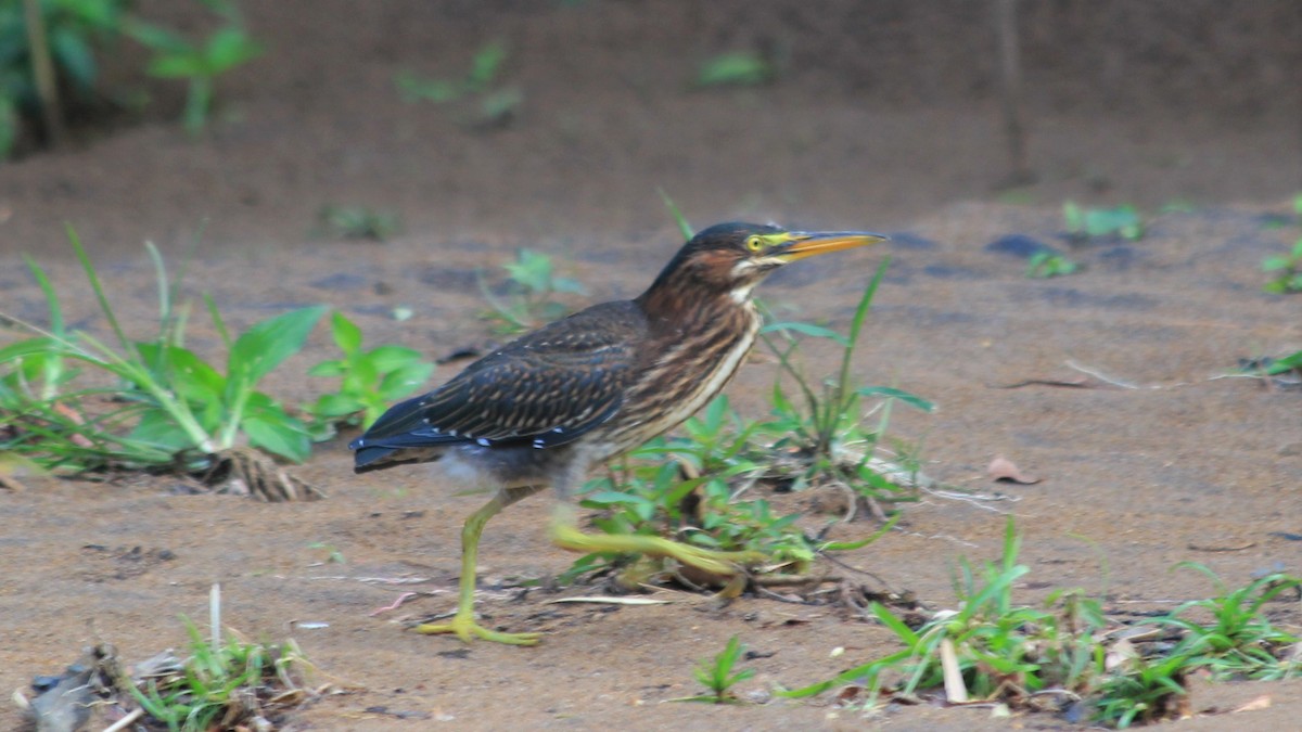 Green Heron - ML176515301