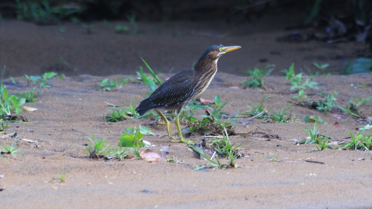 Green Heron - ML176515311