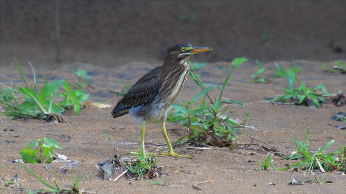 Green Heron - ML176515321