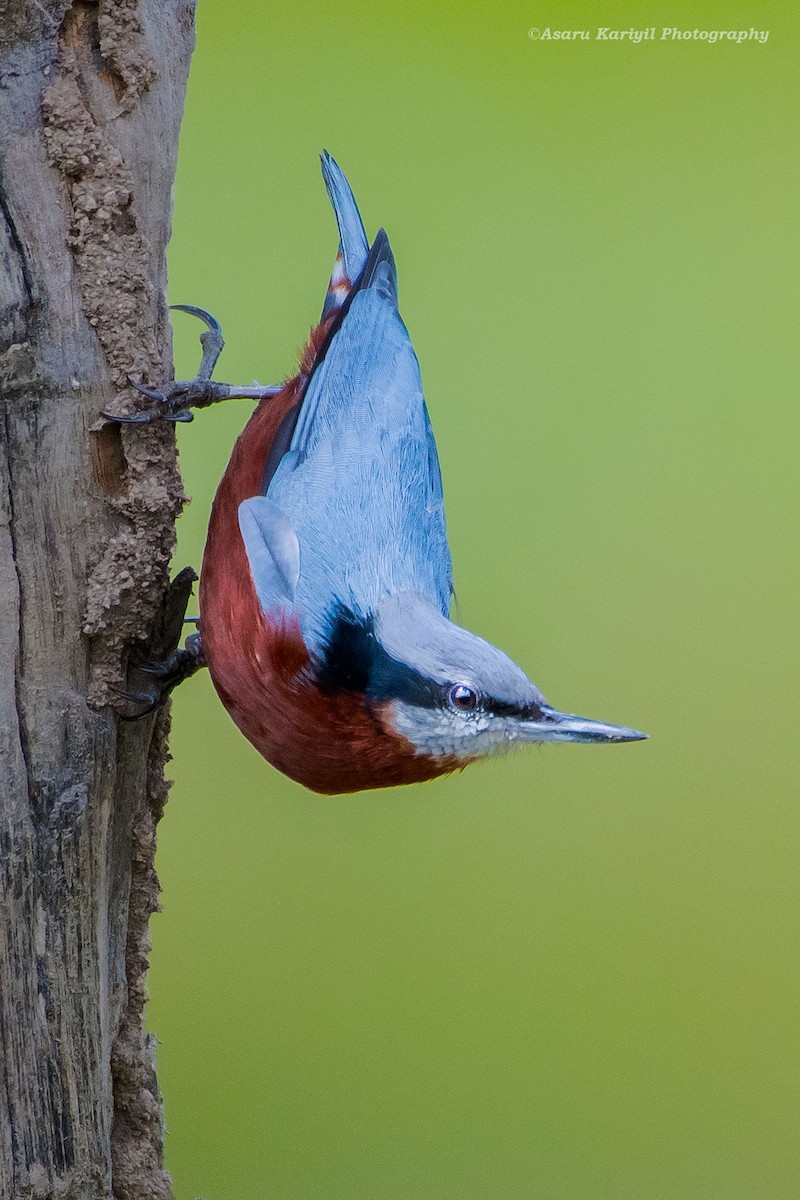 Indian Nuthatch - Muhammed  Asharaf Kariyil