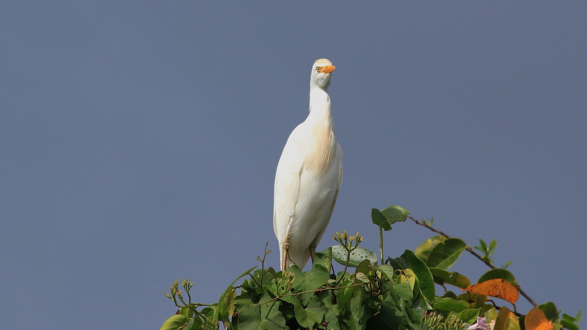 Western Cattle Egret - ML176516381