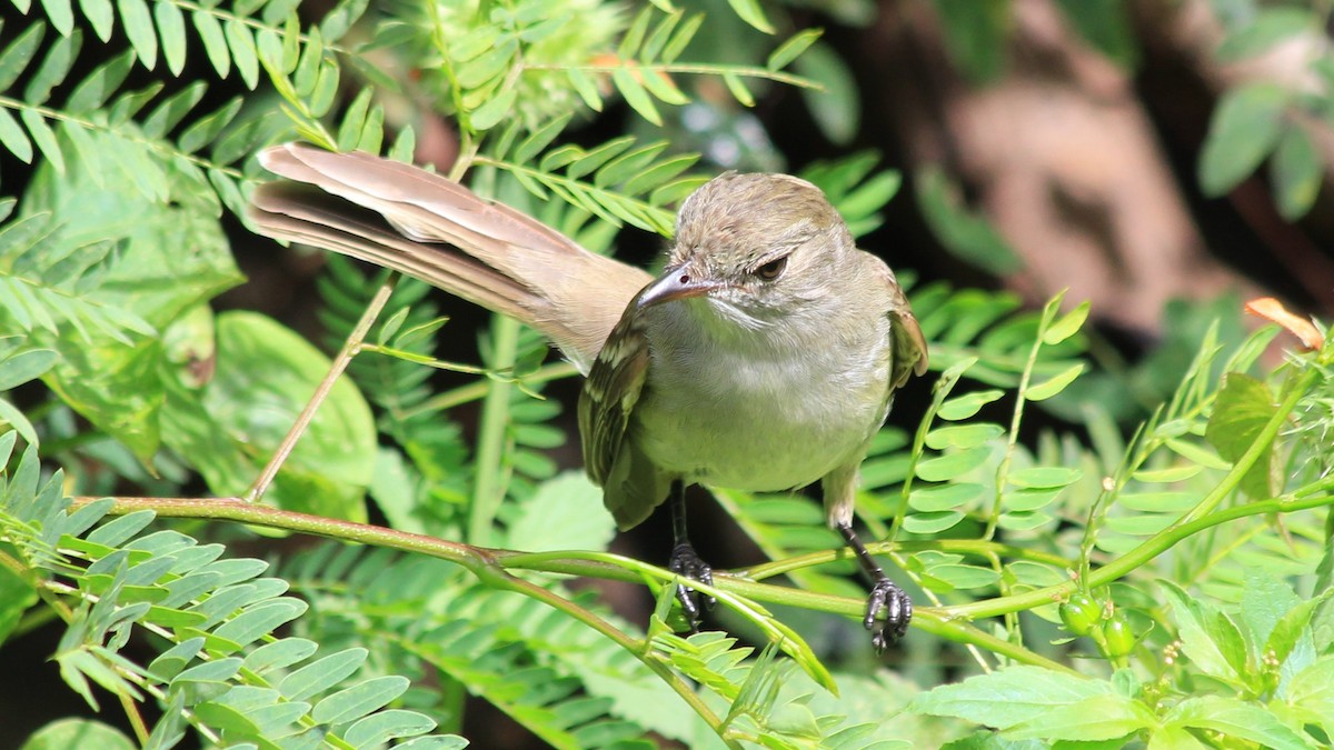 Caribbean Elaenia - ML176516901