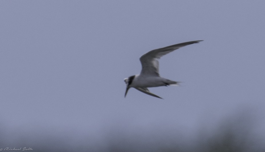 Least Tern - Michael Bolte