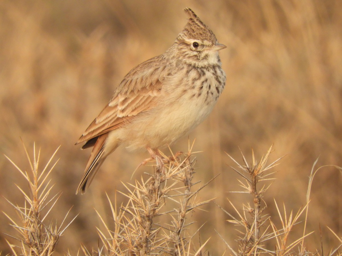 Kutturlio mokolaburra - ML176518801