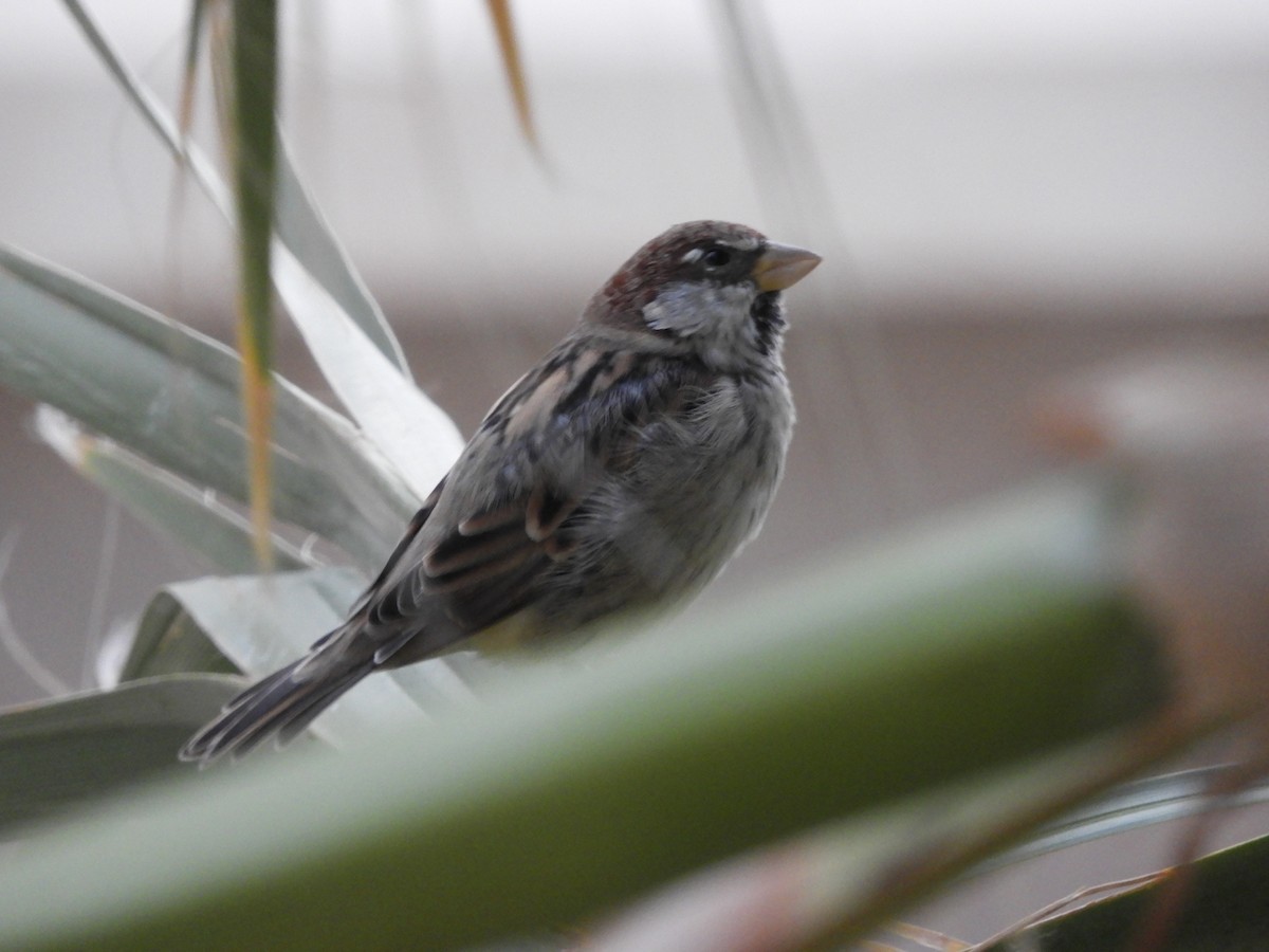 Spanish Sparrow - Jonathan Hecke