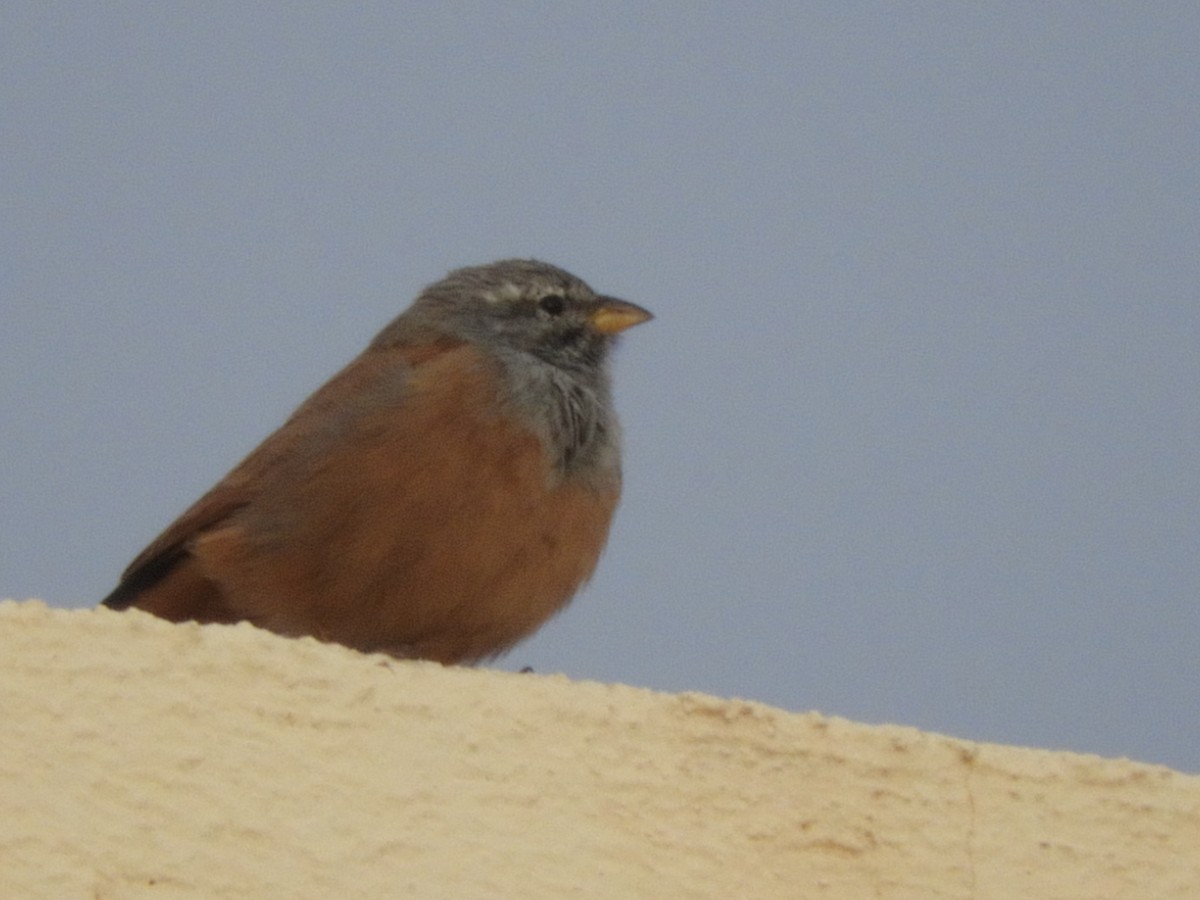 House Bunting - ML176519011