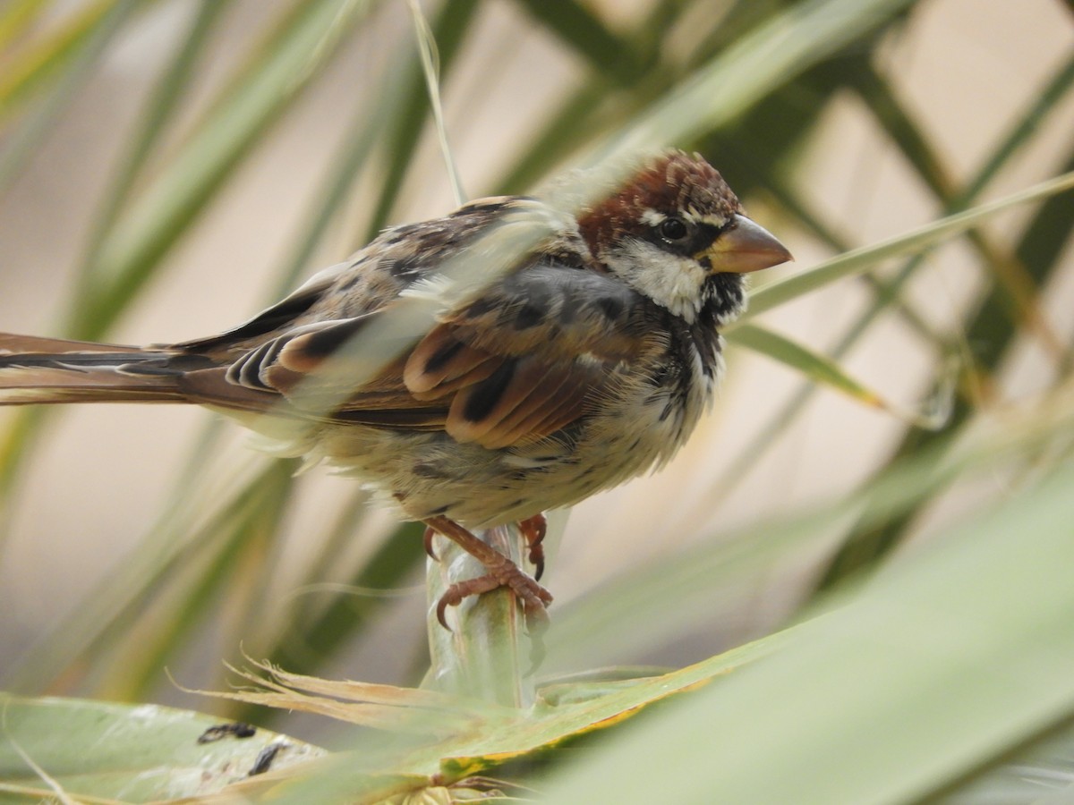 Spanish Sparrow - ML176519021