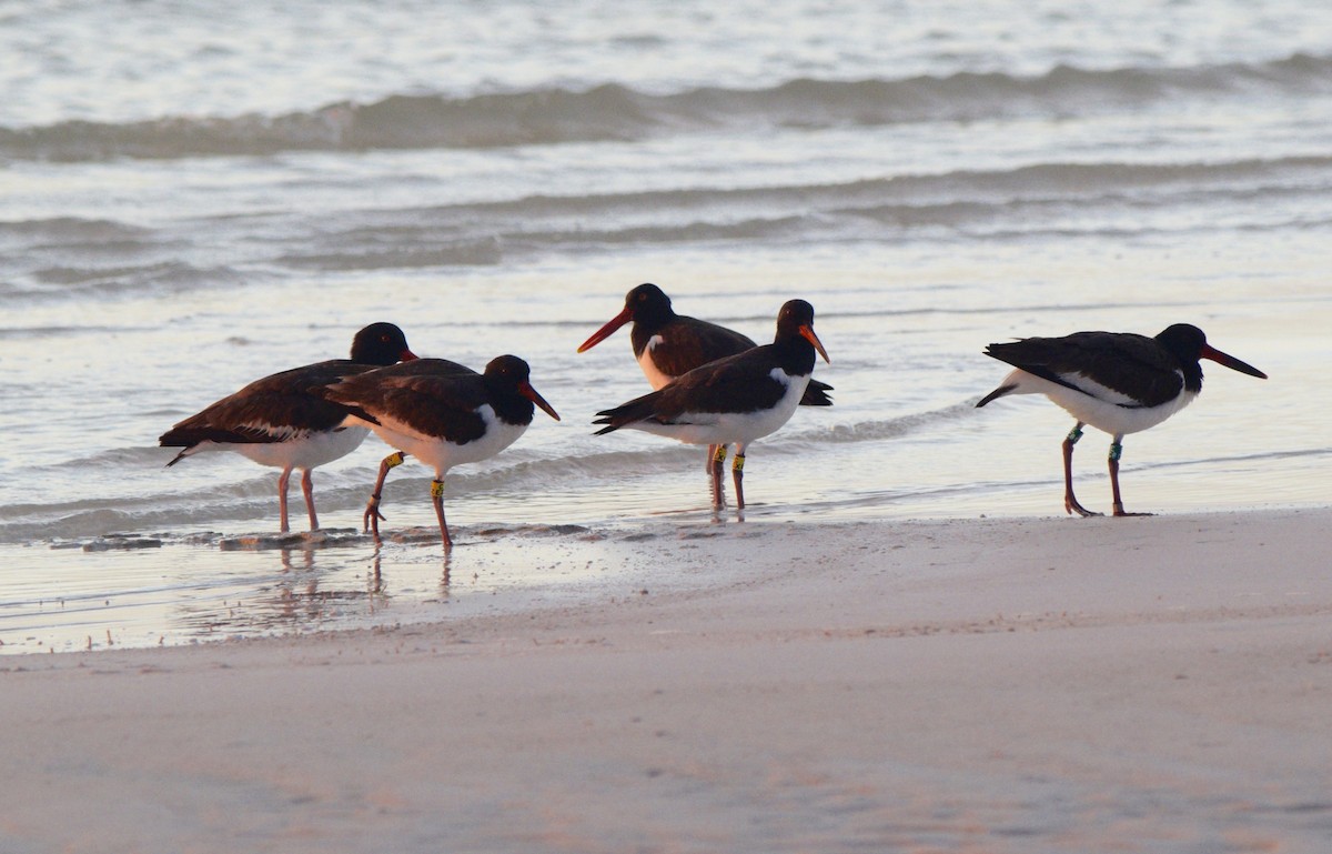 American Oystercatcher - ML176521121