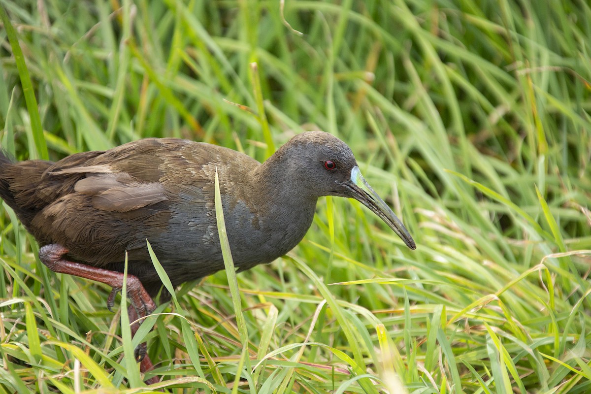 Plumbeous Rail - ML176522761