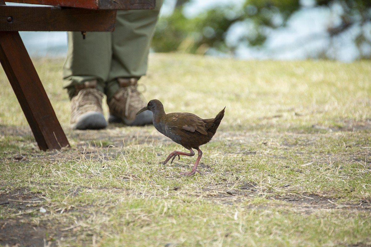 Plumbeous Rail - Joshua Covill