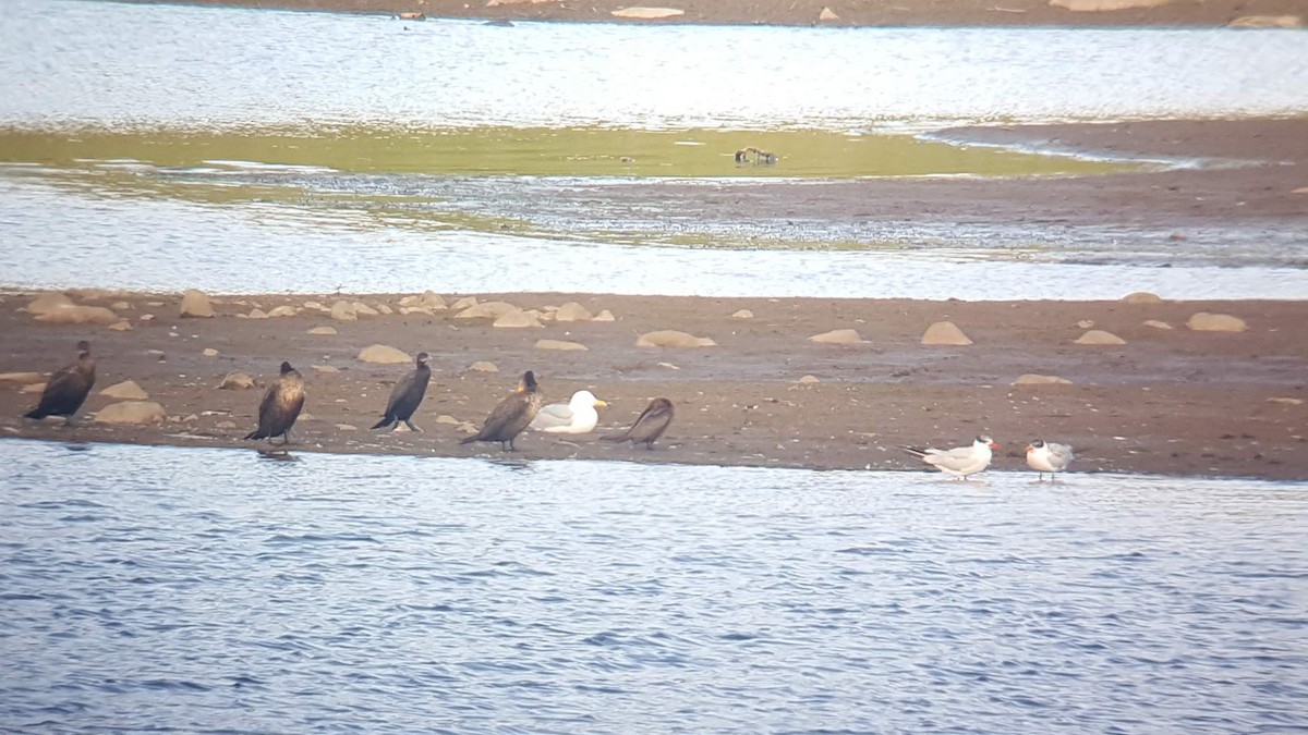 Herring Gull - ML176523221