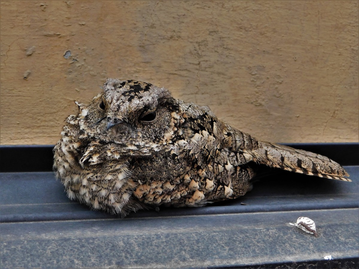 Band-winged Nightjar - ML176523241