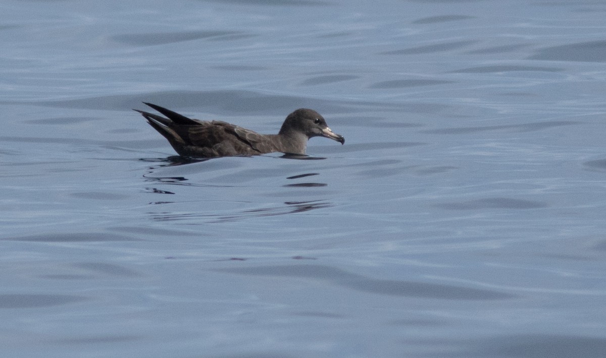 Flesh-footed Shearwater - ML176529081