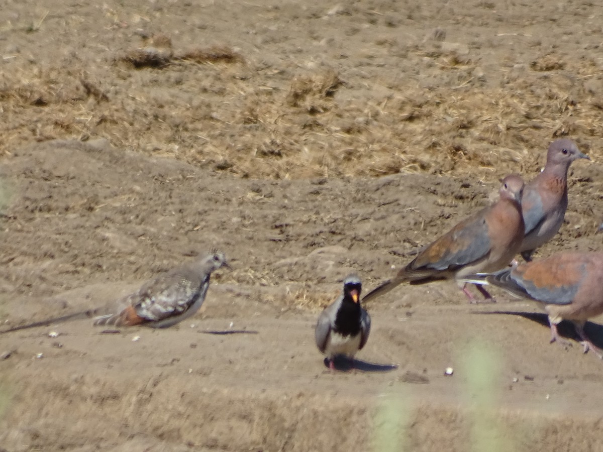 Namaqua Dove - ML176529551