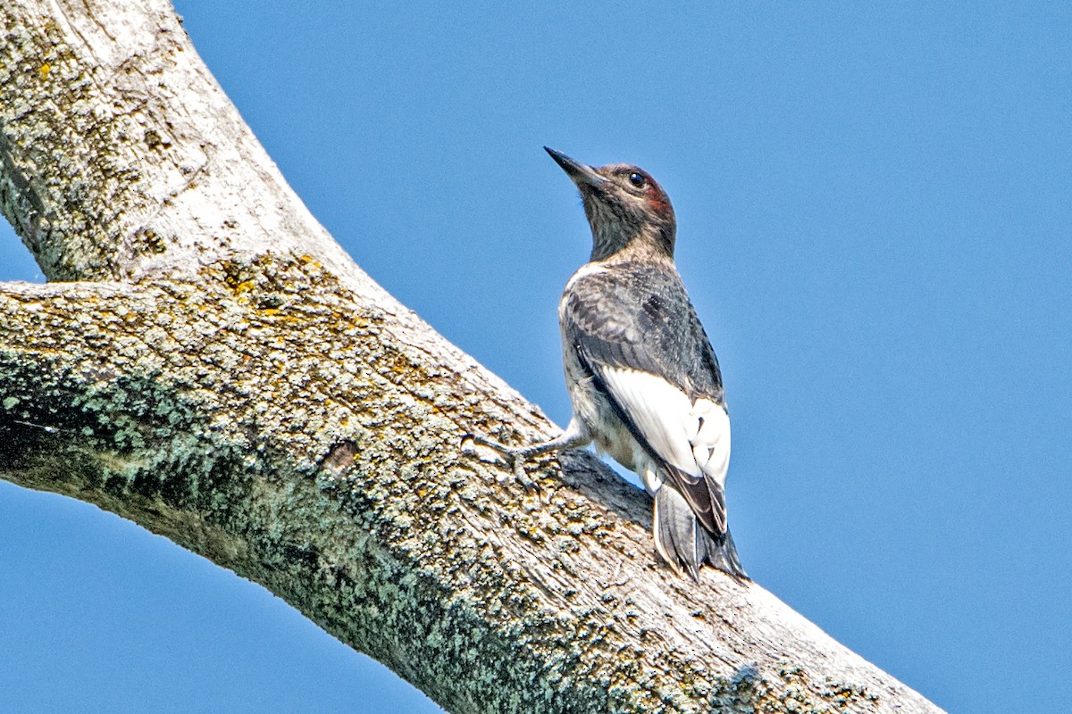 Red-headed Woodpecker - Sue Barth