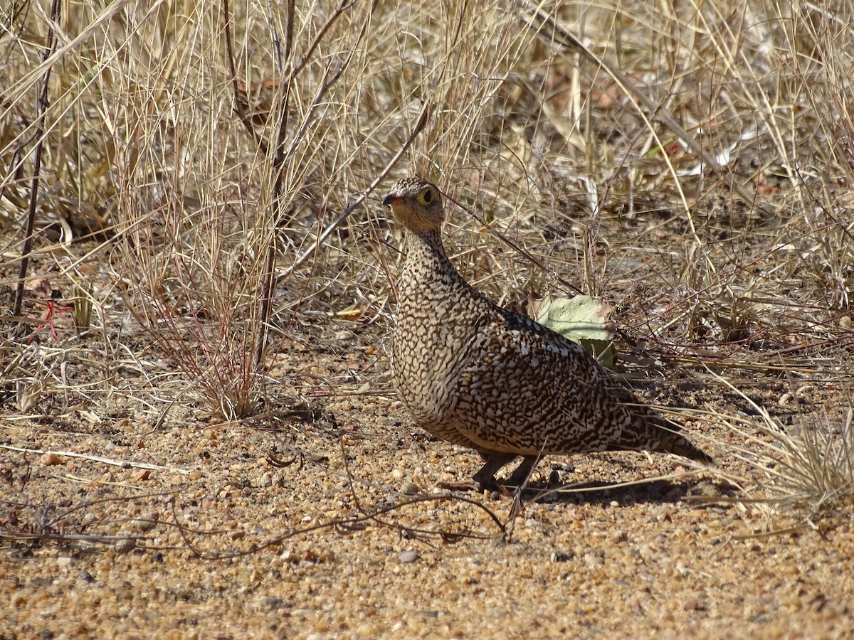 Double-banded Sandgrouse - ML176530771