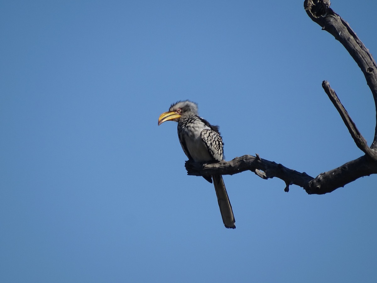 Southern Yellow-billed Hornbill - ML176530841