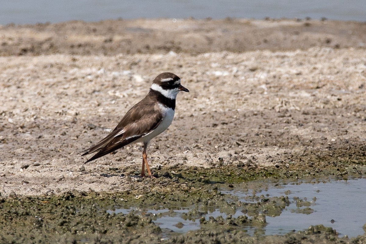 Common Ringed Plover - Nikos Mavris