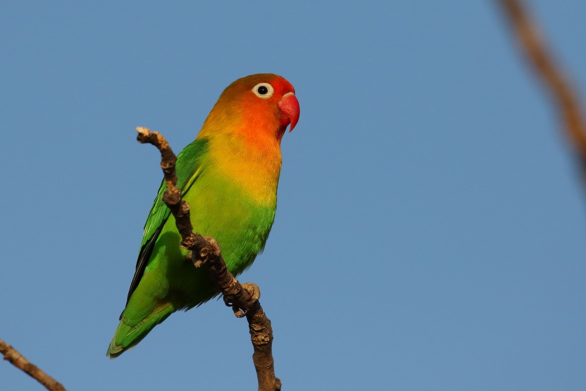 Fischer's Lovebird - António Gonçalves
