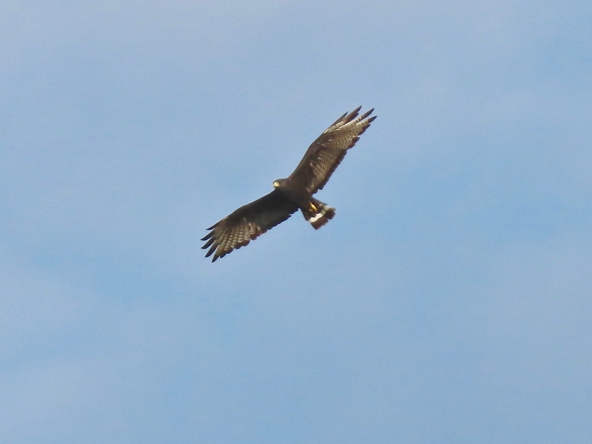 Zone-tailed Hawk - Babs Buck