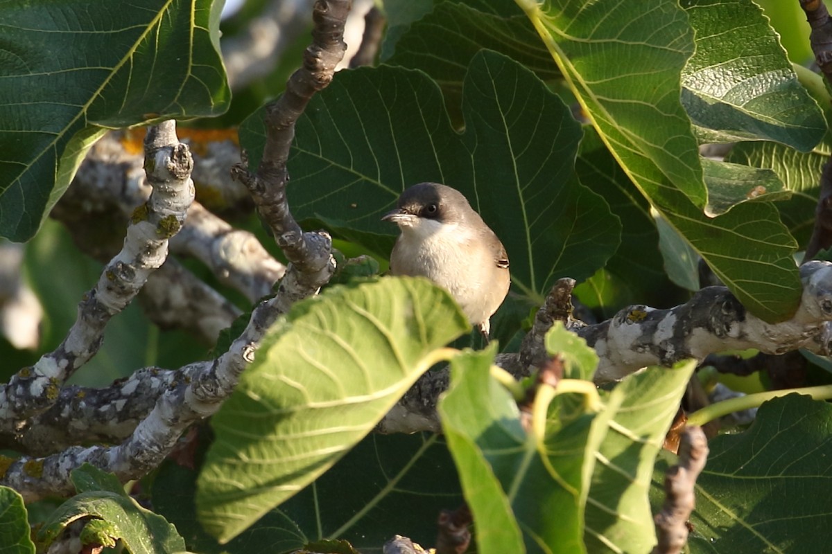 Curruca Mirlona Occidental - ML176531621