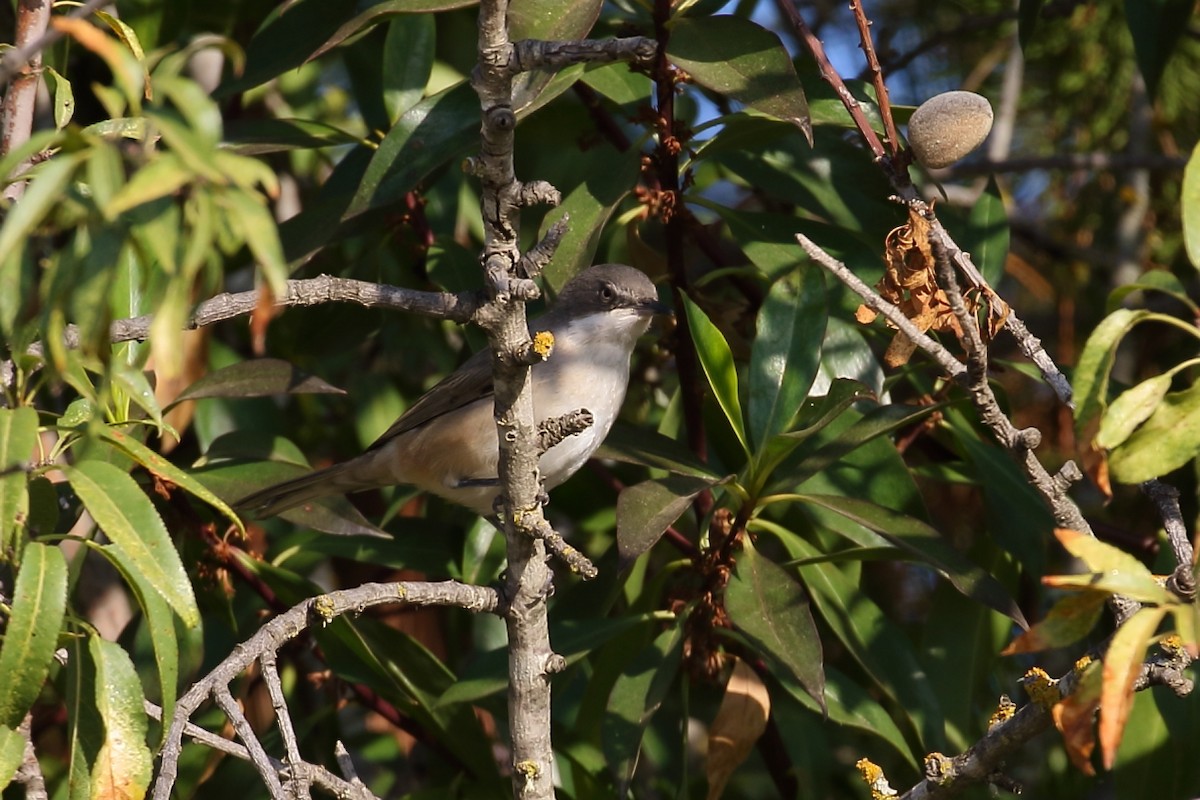 Curruca Mirlona Occidental - ML176531741