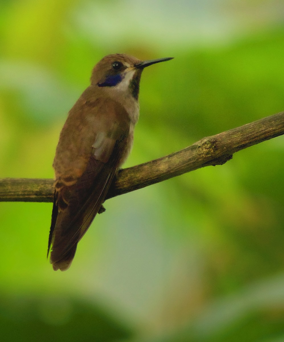 kolibřík fialovouchý - ML176535811