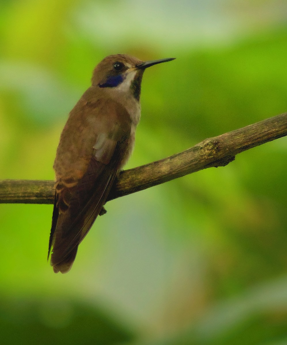 Colibrí Pardo - ML176535811